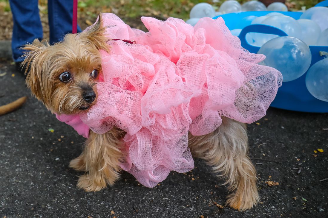 dog in pink costume